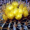 Ferocactus_glaucescens_1